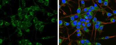 Immunocytochemistry/ Immunofluorescence: APP Antibody [NBP2-15575]