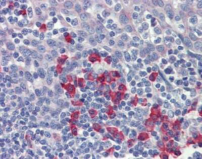 Immunohistochemistry-Paraffin: APP Antibody [NBP1-32081]