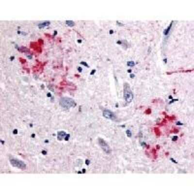 Immunohistochemistry-Paraffin: beta Amyloid Antibody - BSA Free [NBP2-25093]