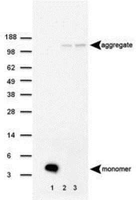 Western Blot Detection of beta Amyloid in Mouse Brain Homogenate
