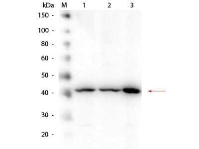 Western Blot: beta Amyloid Antibody [NBP1-78007]