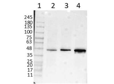 Western Blot: beta Amyloid Antibody [NBP1-78007]