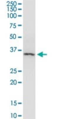 Western Blot: beta-Arrestin 2 Antibody (4D2) [H00000409-M06]