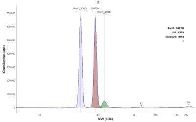 Simple Western: beta-Arrestin 2 AntibodyBSA Free [NBP2-24569]