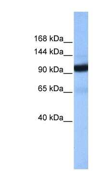 Western Blot: beta COP Antibody [NBP1-53091]