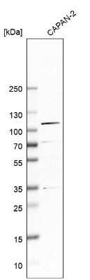 Western Blot: beta COP Antibody [NBP2-39027]