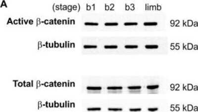 Western Blot: beta-Catenin Antibody (12F7)Azide and BSA Free [NBP2-80596]