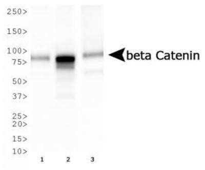 Western Blot: beta-Catenin Antibody (12F7)Azide and BSA Free [NBP2-80596]