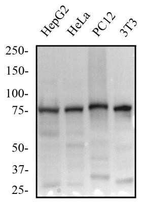 Western Blot: beta-Catenin Antibody (12F7)Azide and BSA Free [NBP2-80596]