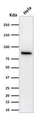 Western Blot: beta-Catenin Antibody (15B8)Azide and BSA Free [NBP2-54544]