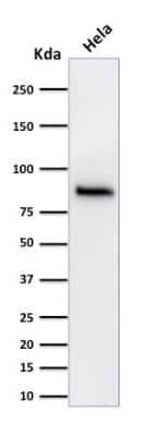 Western Blot: beta-Catenin Antibody (15B8) [NBP2-53358]