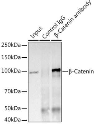 Immunoprecipitation: beta-Catenin Antibody (6A3P2) [NBP3-15842]