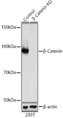 beta-Catenin Antibody (6A3P2) (NBP3-15842) by Novus, Part of Bio-Techne