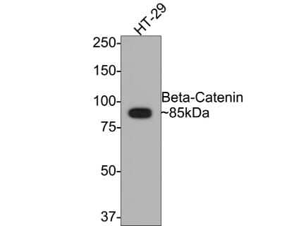 Western Blot: beta-Catenin Antibody (SA30-04) [NBP2-67307]