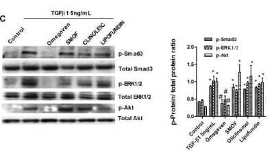 Western Blot: beta-Catenin Antibody [NBP1-89989]