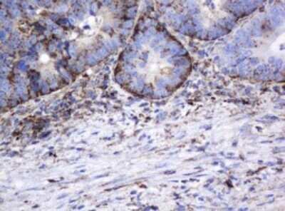Immunohistochemistry: beta-Galactosidase-1/GLB1 Antibody (OTI1C9) - Azide and BSA Free [NBP2-70829]