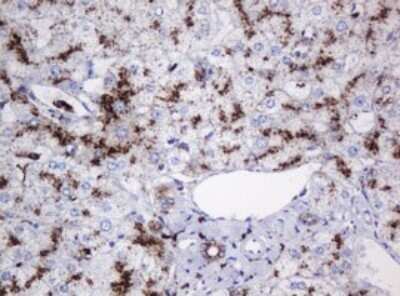 Immunohistochemistry: beta-Galactosidase-1/GLB1 Antibody (OTI1C9) - Azide and BSA Free [NBP2-70829]