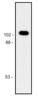 Western Blot: beta Galactosidase Antibody (BG-02)BSA Free [NB500-334]