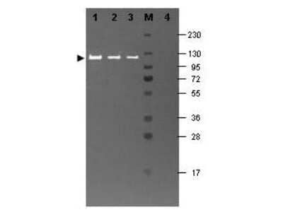 Western Blot: beta Galactosidase Antibody [NB600-305]