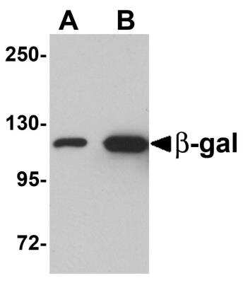 Western Blot: beta Galactosidase AntibodyBSA Free [NBP1-76322]