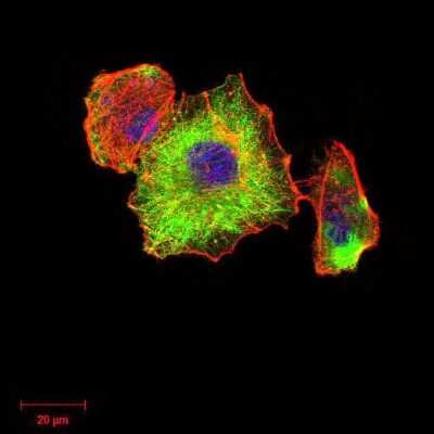 Immunocytochemistry/ Immunofluorescence: beta I Tubulin Antibody (2A1A9) - BSA Free [NBP2-52577]