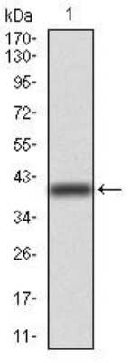 Western Blot: beta I Tubulin Antibody (2A1A9)BSA Free [NBP2-52577]