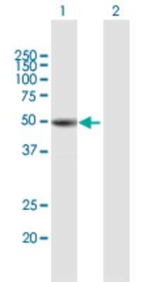 Western Blot: beta I Tubulin Antibody [H00081027-B01P]