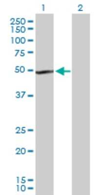 Western Blot: beta I Tubulin Antibody [H00081027-D01P]