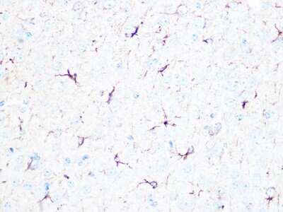 Immunohistochemistry-Paraffin: beta II Tubulin A Antibody (1R3R9) [NBP3-16484]
