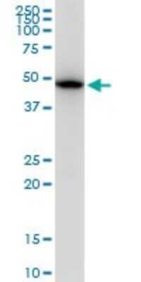 Western Blot: beta II Tubulin A Antibody (2B2) [H00007280-M03]