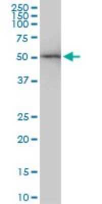 Western Blot: beta II Tubulin A Antibody (3B2) [H00007280-M04]