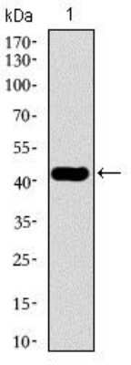 Western Blot: beta II Tubulin A Antibody (6A10B2)BSA Free [NBP2-37376]