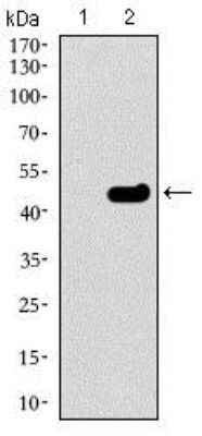 Western Blot: beta II Tubulin A Antibody (6A10B2)BSA Free [NBP2-37376]