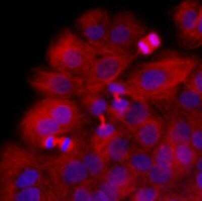 Immunocytochemistry/ Immunofluorescence: beta II Tubulin B Antibody (5B2) - BSA Free [NBP1-74037]