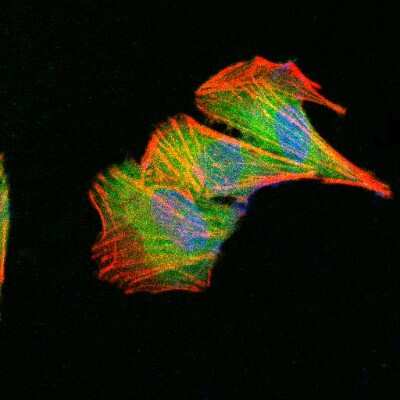 Immunocytochemistry/ Immunofluorescence: beta-III Tubulin Antibody (2E9) [NBP1-42568]