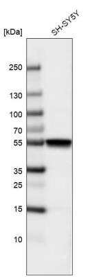 Western Blot: beta-III Tubulin Antibody (CL5813) [NBP2-61430]