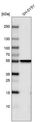 Western Blot: beta-III Tubulin Antibody (CL5814) [NBP2-61431]