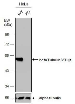 Western Blot: beta-III Tubulin Antibody (GT1338) [NBP3-13505]