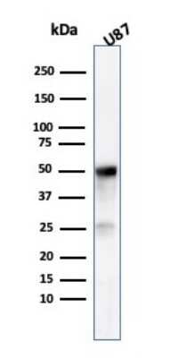 Western Blot: beta-III Tubulin Antibody (TUBB3/3731)Azide and BSA Free [NBP3-08439]