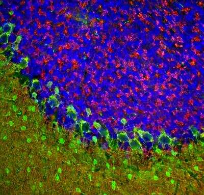 Immunocytochemistry/ Immunofluorescence: beta-Synuclein Antibody [NBP3-05556]