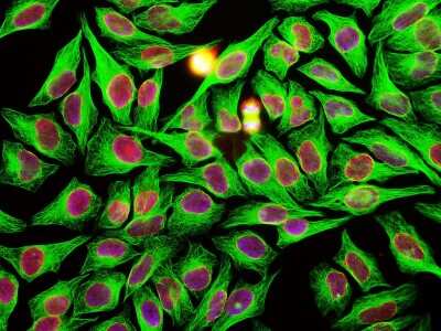 Immunocytochemistry/ Immunofluorescence: beta Tubulin Antibody (1B12) [NBP2-50061]