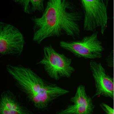 Immunofluorescence: beta Tubulin Antibody (1B12) [NBP2-50061]
