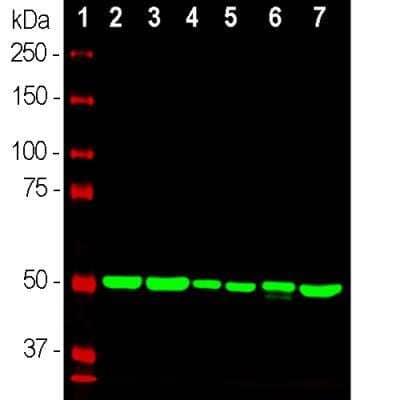 Western Blot: beta Tubulin Antibody (1B12) [NBP2-50061]