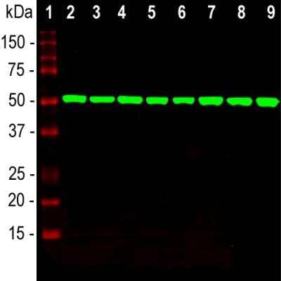 Western Blot: beta Tubulin Antibody (4E4) [NBP2-50047]