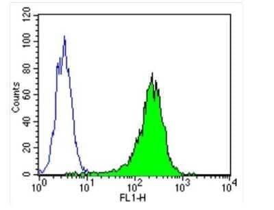 Flow Cytometry: beta Tubulin Antibody (BT7R) - Azide and BSA Free [NBP2-37830]