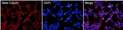 Immunocytochemistry/ Immunofluorescence: beta Tubulin Antibody (BT7R) - Azide and BSA Free [NBP2-37830]