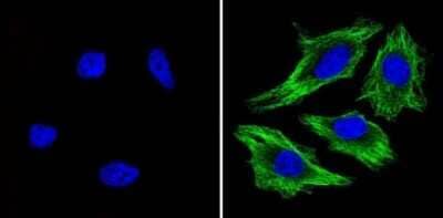 Immunocytochemistry/ Immunofluorescence: beta Tubulin Antibody (BT7R) - Azide and BSA Free [NBP2-37830]