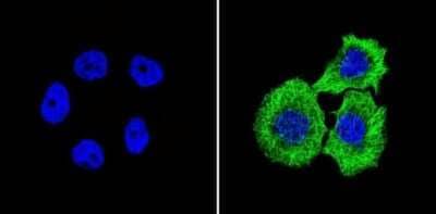 Immunocytochemistry/ Immunofluorescence: beta Tubulin Antibody (BT7R) - Azide and BSA Free [NBP2-37830]
