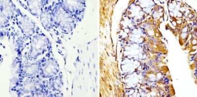 Immunohistochemistry-Paraffin: beta Tubulin Antibody (BT7R) - Azide and BSA Free [NBP2-37830]