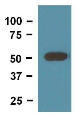 Western Blot: beta Tubulin Antibody (BT7R)Azide and BSA Free [NBP2-37830]